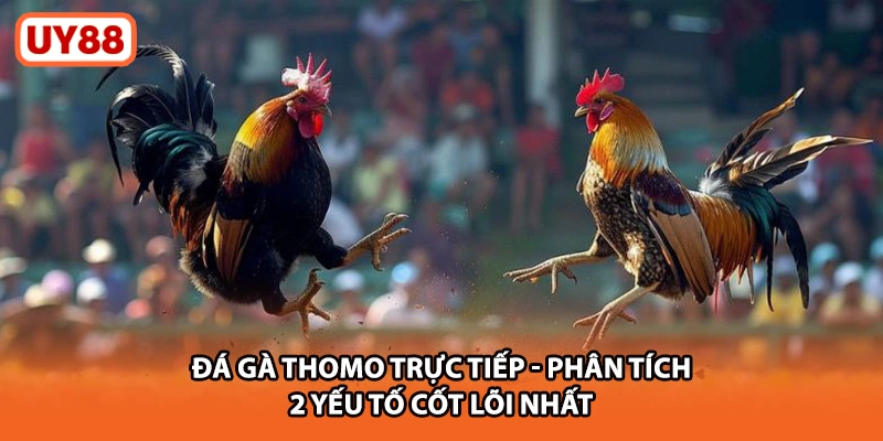 Đá Gà Thomo Trực Tiếp - Phân Tích 2 Yếu Tố Cốt Lõi Nhất UY88